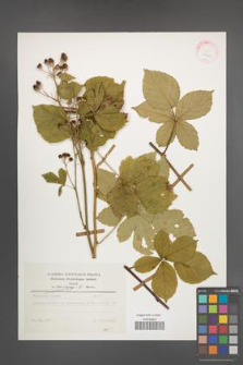 Rubus orthostachys [KOR 25609]