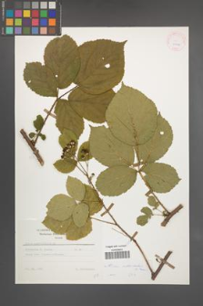 Rubus orthostachys [KOR 25616]