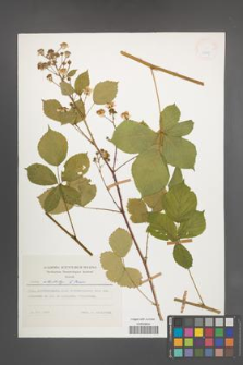 Rubus orthostachys [KOR 24367]