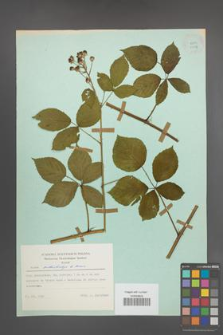 Rubus orthostachys [KOR 23858]