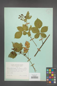 Rubus orthostachys [KOR 23850]