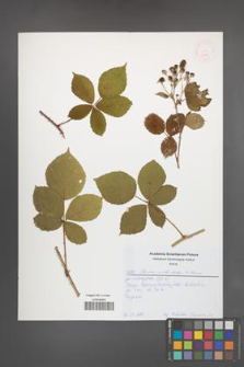 Rubus orthostachys [KOR 52621]