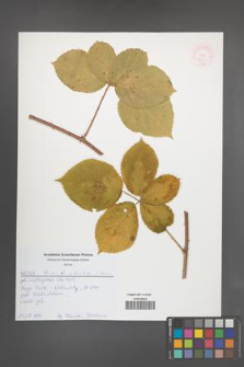 Rubus orthostachys [KOR 52580]