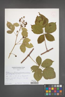 Rubus orthostachys [KOR 52573]