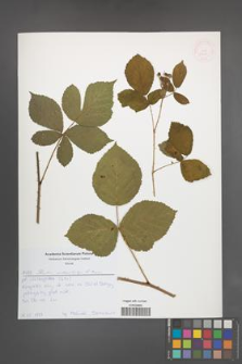 Rubus orthostachys [KOR 52634]