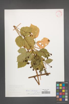 Rubus orthostachys [KOR 31256]