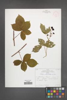 Rubus orthostachys [KOR 52198]