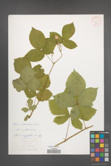 Rubus orthostachys [KOR 29917]