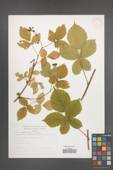 Rubus orthostachys [KOR 30543]