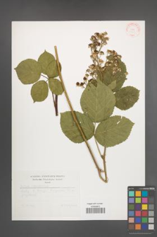 Rubus orthostachys [KOR 31405]