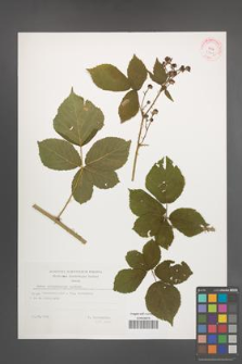 Rubus orthostachys [KOR 29405]