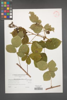 Rubus orthostachys [KOR 38863]