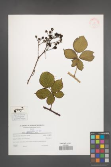 Rubus corylifolius [KOR 38769]