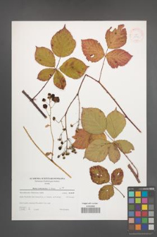 Rubus orthostachys [KOR 38846]