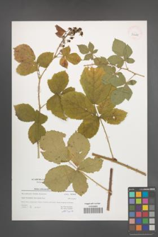 Rubus orthostachys [KOR 39681]
