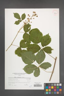 Rubus orthostachys [KOR 39625]