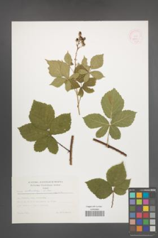 Rubus orthostachys [KOR 52591]