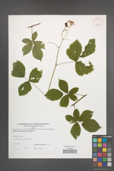 Rubus orthostachys [KOR 39020]