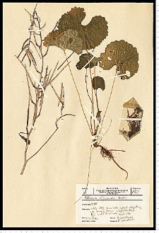 Alliaria petiolata (M. Bieb.) Cavara & Grande