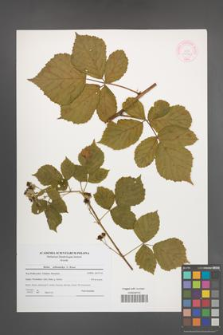 Rubus orthostachys [KOR 44560]