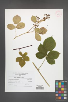 Rubus orthostachys [KOR 42100]
