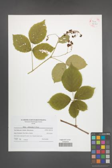 Rubus orthostachys [KOR 42120]