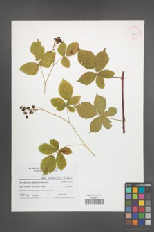 Rubus orthostachys [KOR 42047]