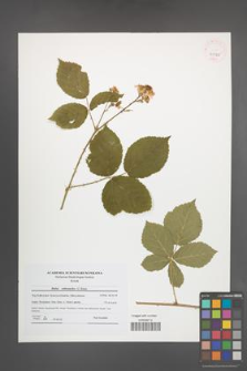 Rubus orthostachys [KOR 41565]