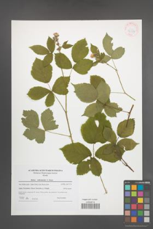 Rubus orthostachys [KOR 42379]