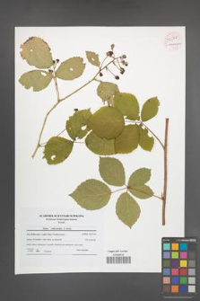 Rubus orthostachys [KOR 54068]
