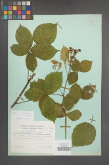 Rubus orthostachys [KOR 23874]
