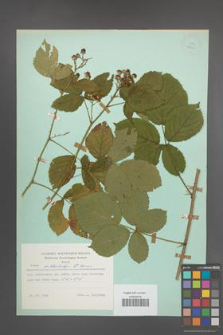 Rubus orthostachys [KOR 23851]