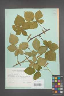 Rubus orthostachys [KOR 23878]