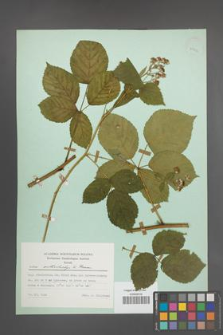 Rubus orthostachys [KOR 23742]
