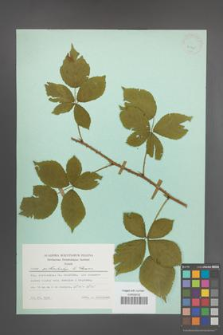 Rubus orthostachys [KOR 23745]