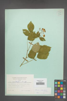 Rubus orthostachys [KOR 54069]