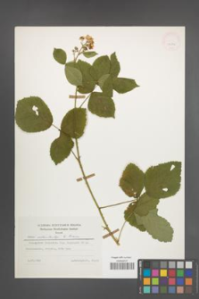 Rubus orthostachys [KOR 25194]