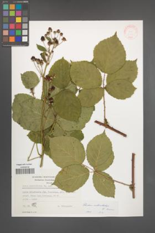 Rubus orthostachys [KOR 31399]
