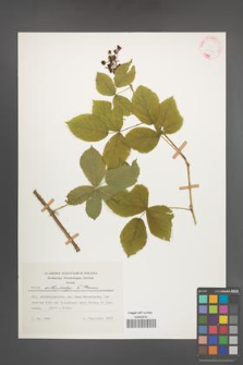Rubus orthostachys [KOR 25711]