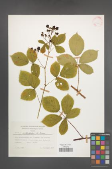 Rubus orthostachys [KOR 25707]