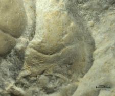 Goniodromites species