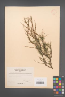 Anthyllis hermanniae [KOR 21065]