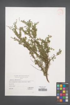 Anthyllis hermanniae [KOR 32502]