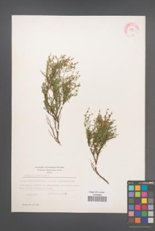 Anthyllis hermanniae [KOR 11873]