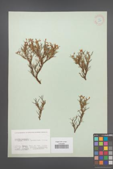 Anthyllis hermanniae [KOR 11875]