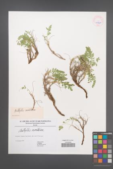 Anthyllis montana [KOR 45320]
