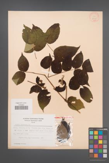 Aralia chinensis [KOR 28220]
