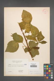 Rubus nessensis [KOR 5820]