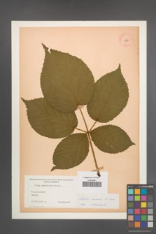Rubus nessensis [KOR 10868]