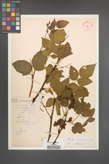 Rubus nessensis [KOR 10866]